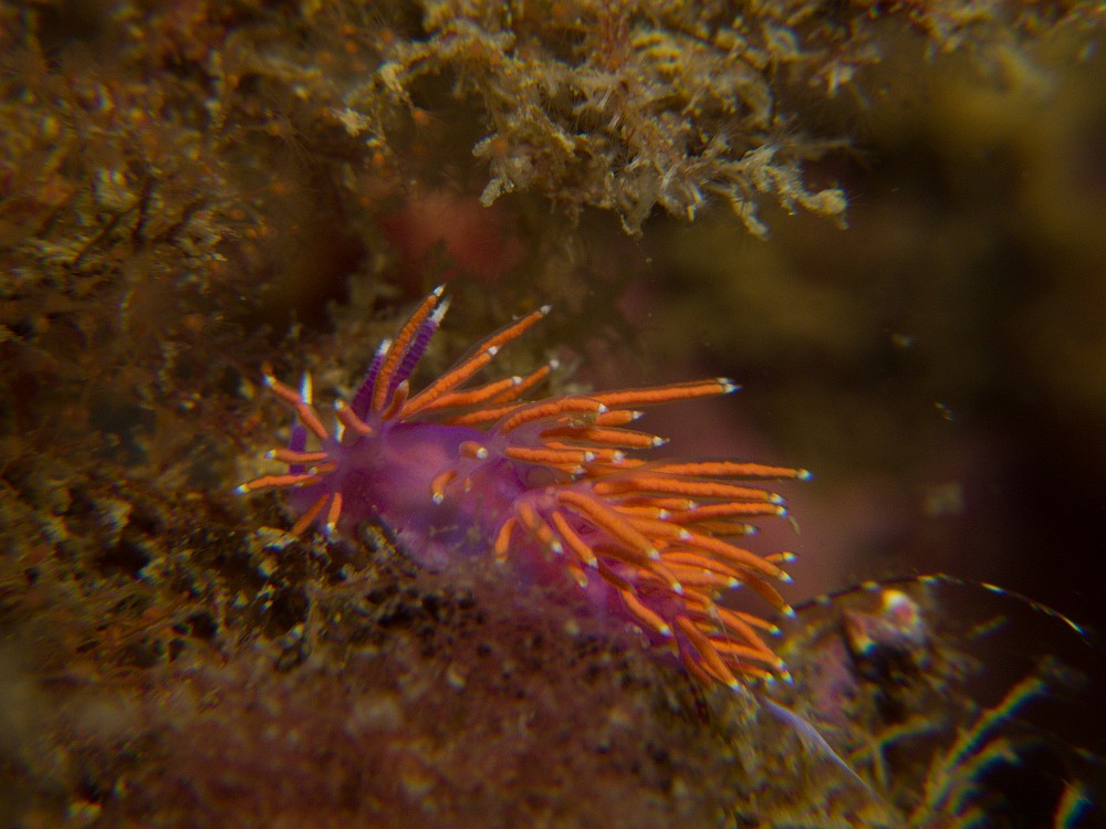 Flabellina-ischitana.jpg - Flabellina ischitana - Ordre des nudibranches. La Flabelline d'Ischia ressemble beaucoup à la Flabelline normale (Flabellina affinis), mais la pointe des cérates est blanche. Elle se nourrit d'hydraires dont elle stocke le venin.