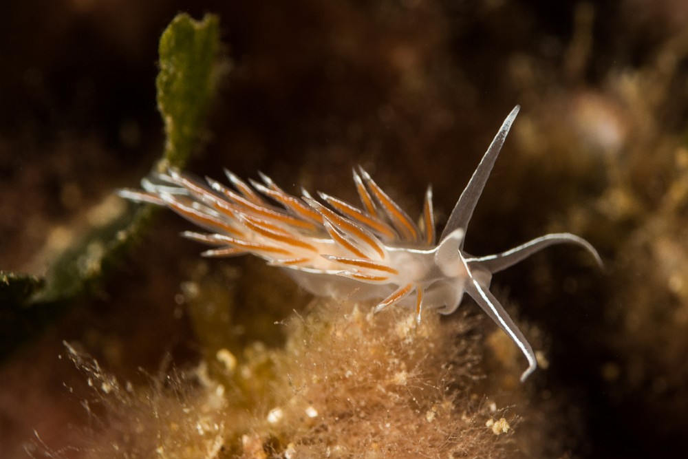 Flabellina-lineata.jpg - Flabellina lineata. Bien que pas très courante, la Coryphelle argentée est un petit nudibranche facile à identifier grâce à sa ligne blanche qui parcoure tout le corps jusqu'aux extrémités des tentacules buccaux. On le trouve sur les fonds rocheux, en présence d'hydraires dont il se nourrit.