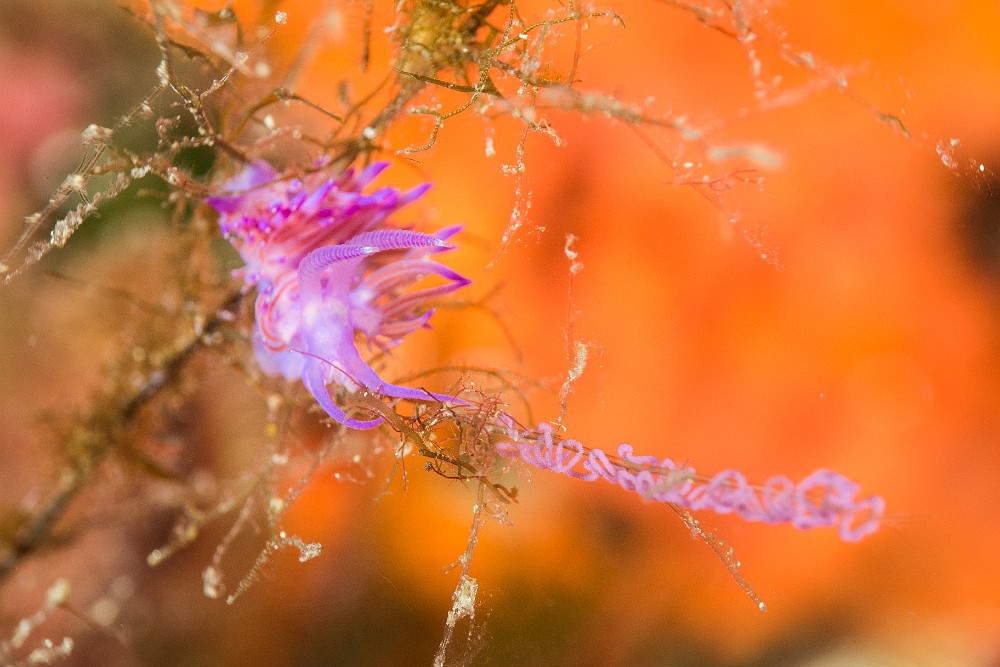 Flabelline-mauve.jpg - Flabellina affinis - Ordre des nudibranches. La Flabelline mauve peut mesurer jusqu'à 5 cm de longueur, elle se nourrit essentiellement de cnidaires (Hydraires). Elle possede une paires d'organes olfactifs que sont les rhinophores. On voit ici un individu à côté d'une ponte.