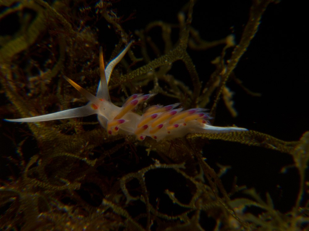 Hervia-couleurs-differentes.jpg - Cratena peregrina. Ici, une forme plus rare avec des papilles dorsales jaunes et mauves.