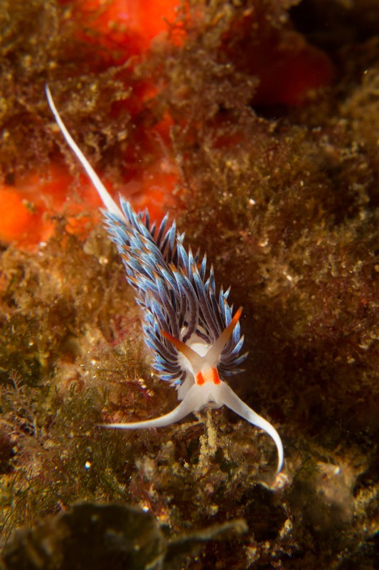 Hervia.jpg - Hervia - Cratena peregrina - Ordre des nudibranches.  Les tâches oculaires sont orangées et le corps est blanc. Les couleurs des papilles dorsales peuvent varier.