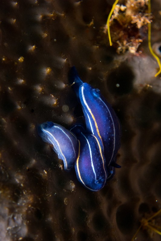 IMG_5732.jpg - Felimare (Hypselodoris) orsinii - Ordre des Nudibranches. La doris céleste vit presque toujours sur l'éponge dont elle se nourrit, Cacospongia. On les trouve le plus souvent en groupe de plusieurs individus.