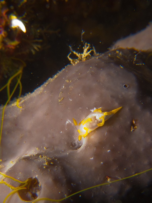 Polycera-quadrilineata.jpg - Polycera quadrilineata - Ordes des nudibranches. Le polycéra à quatre lignes possede des tentacules buccaux au nombre de 4 (que l'on ne peux pas voir sur cette photo). Il se nourrit de bryozoaires.