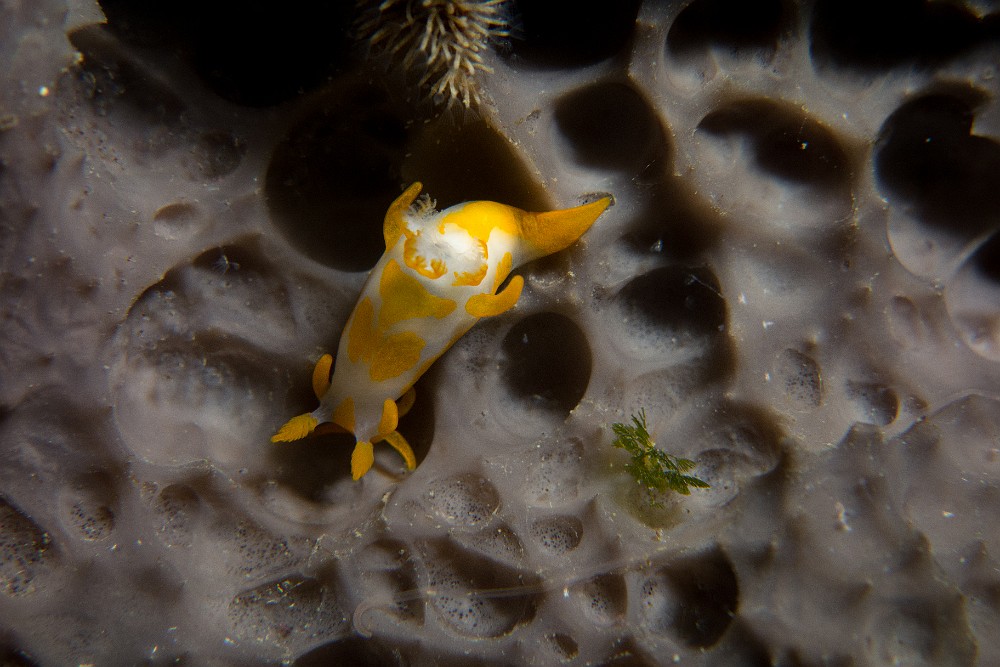 Polycera.jpg - Polycera quadrilineata - Ordes des nudibranches. Le polycéra à quatre lignes possede des tentacules buccaux au nombre de 4 (que l'on ne peux pas voir sur cette photo). Il se nourrit de bryozoaires.