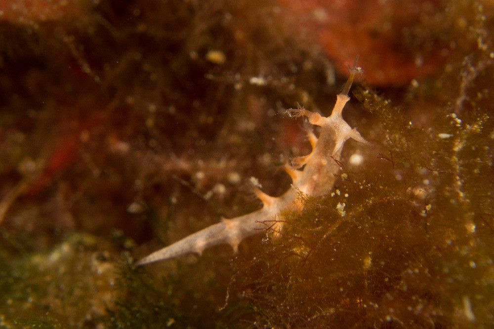 Tritonia-des-gorgones.jpg - Tritonia nilsodhneri. Le triton des gorgones est un petit nudibranche qui possede 8 paires de branchies disposées tout le long de son corps et qui ressemblent fortement aux polypes des gorgones sur lesquelles il vit.