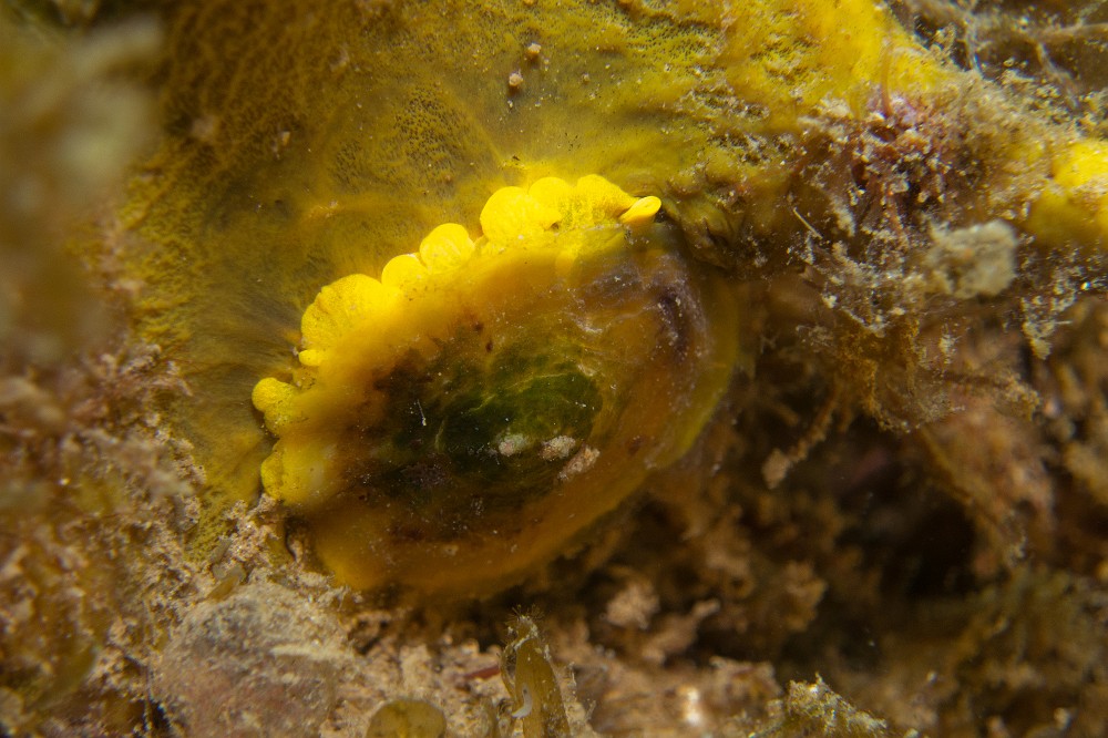 Tylodina-perversa.jpg - Tylodina perversa.  La tylodine jaune est une petite limace de l'ordre des Notaspidés. Elle possède une petite coquille externe en forme de chapeau. Elle a la particularité de vivre presque exclusivement sur l'éponge Aplysina cavernicola, dont la couleur est exactement la même !