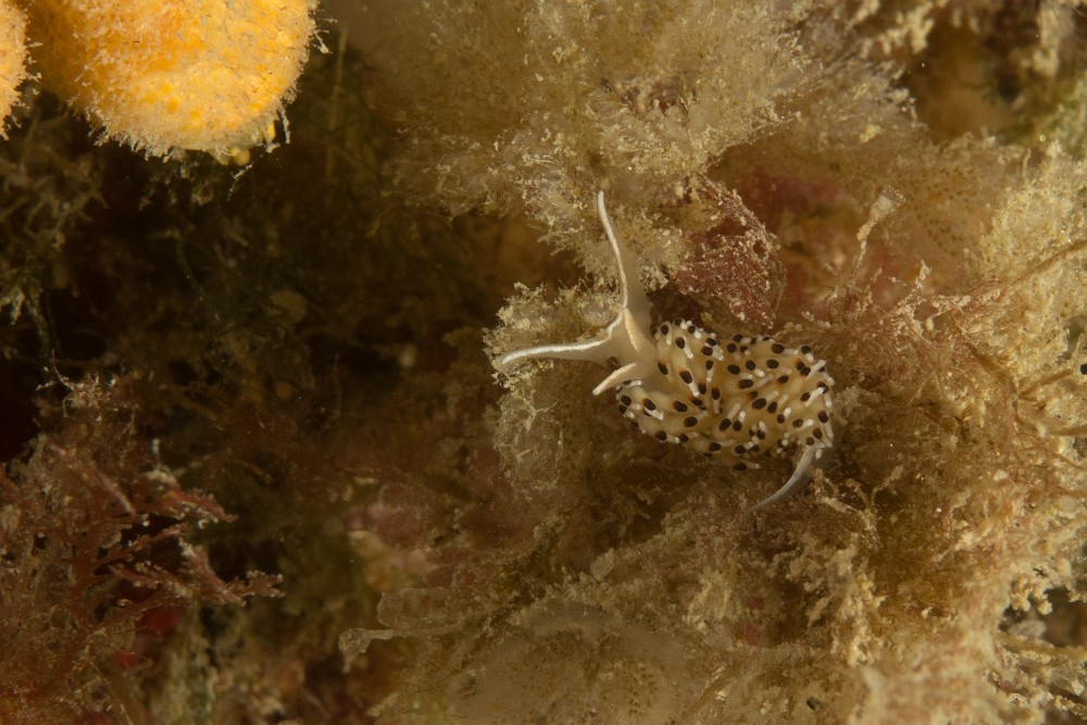 faceline-ponctuations-noires.jpg - Caloria elegans. La faceline à ponctuations noires est un petit nudibranches éolidiens que l'on retrouve principalement sur fond rocheux, où elle se nourrira d'hydraires.