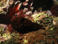 Aplysia-fasciata