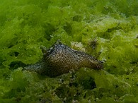 Aplysia-punctata
