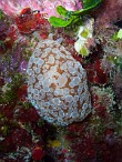 Berthella-ocellata