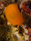 Berthelle-orange
