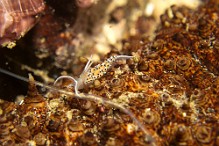 Caloria-elegans