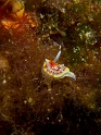 Diaphorodoris-papillata