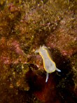 Diaphrodoris-luteocincta