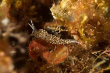 Faceline-caloria-elegans