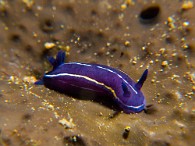 Felimare-Hypselodoris-orsinii