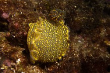 Felimare-Hypselodoris-picta-picta