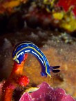 Felimare-Hypselodoris-tricolor