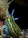 Felimare-Hypselodoris-villafranca