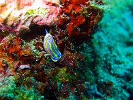 Felimida-Chromodoris-britoi