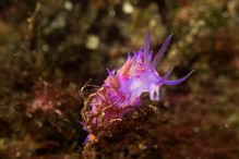 Flabellina-affinis