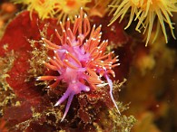 Flabellina-d-Ischia
