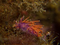 Flabellina-ischitana