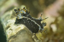 Polycera-hedgpethi