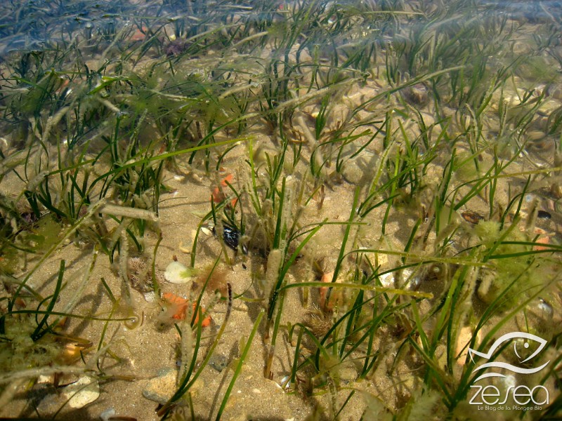 Cymodocea-nodosa.jpg -  Cymodocea nodosa. La cymodocée forme souvent des herbiers en avant des herbiers à Posidonie. 