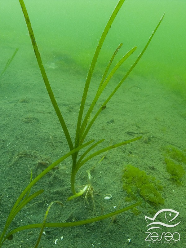 Zostere.jpg - Zostera marina. La grande zostère ou zostère marine, est une phanérogame marine que l'on rencontre dans de nombreuses mers et étangs du monde. Elle ressemble à la posidonie, mais ses feuilles peuvent être un peu plus étroites, et ne vit que jusqu'à quelques mètres sous la surface. Généralement, de nombreux organismes s'installent sur les feuilles, comme des anémones, des petits gastropodes,etc... Ici dans l'étang de Thau.