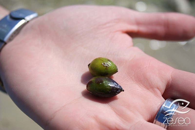 fruit-posidonie.JPG - Voici les fruits de la posodonie (Posidonia oceanica), que l'on appelle communément les "olives de mer".