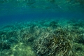 Posidonia-oceanica