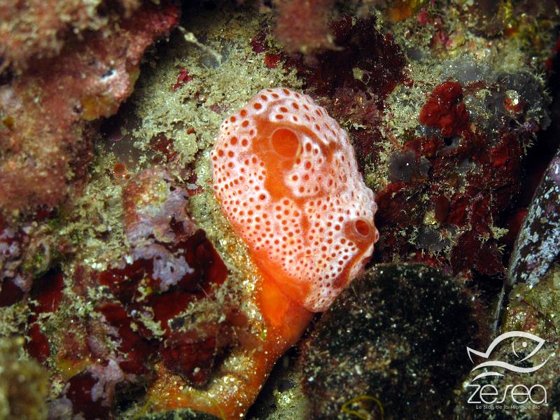 Aplidium-nordmanni.jpg -  Aplidium nordmanni. L'ascidie composée rouge, vit sur les fond rocheux jusqu'à 50m environ, mais exposés à la lumière. Elle est souvent de couleur rose-rouge et parfois blanche comme c'est le cas ici.
