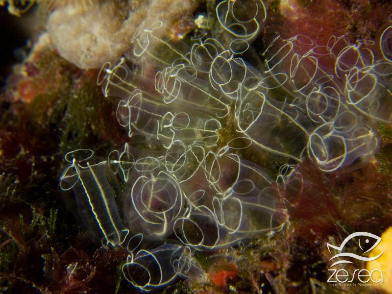 Clavelina-lepadiformis.jpg - Clavelina lepadiformis. Les colonies de cette claveline peuvent atteindre 300 individus. On les rencontre de la surface jusqu'à une cinquantaine de mètres de profondeur.