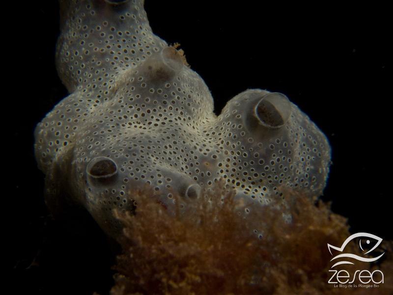 Diplosoma-spongiforme.jpg - Diplosoma spongiforme. Le didemne spongieux est une ascidie coloniale fréquente, qui a l'aspect d'une éponge. Elle vit sur des substrat durs, et peut parfois recouvrir d'autres organismes.