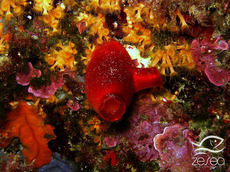 Halocynthia-papillosa.jpg - Halocynthia papillosa - Famille des Ascidiidae. L'Ascidie rouge est une ascidie solitaire que l'on trouve surtout au niveau du coralligène, c'est une espèce sciaphile. On peut l'observer parfois au niveau des rhizomes de la posidonie.