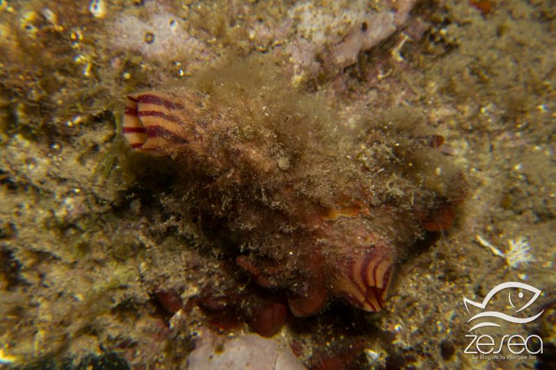 Microcosmus-sabatieri.jpg - Microcosmus sabatieri. Le fameux "violet" est un espèce endémique en Méditerranée. On le reconnait grâce à ses bandes violettes ou rouges, entrecoupées de bandes claires. Il a été très consommé, et de ce fait est devenu rare. Mais des épidémies survenues à la fin du XXème siècle en sont également la cause.