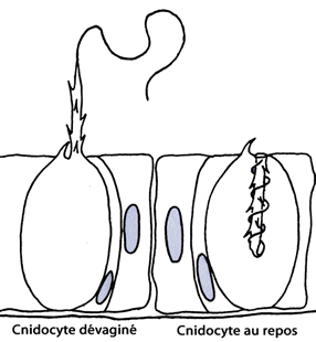 cnidocyte