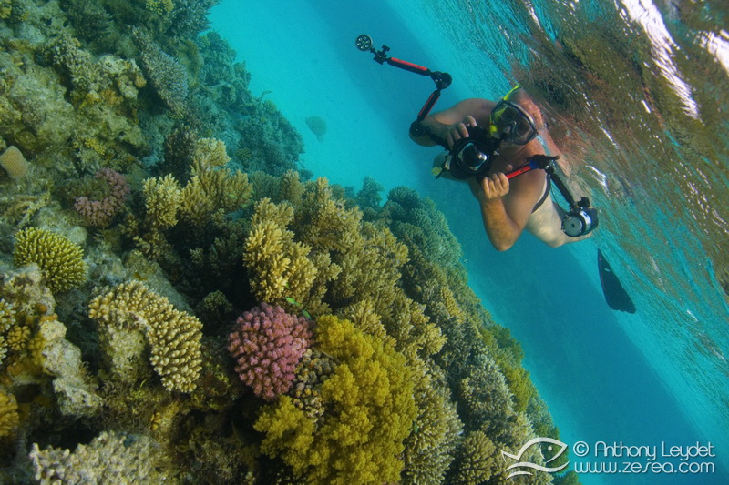 Snorkeling en Mer Rouge