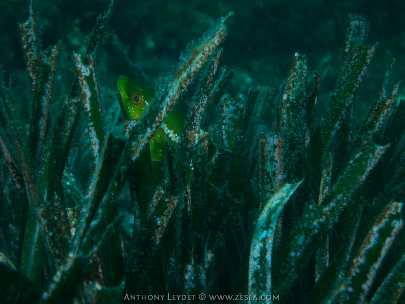 Labre dans l'herbier de posidonie (Posidonia oceanica) Labre dans l'herbier de posidonie (Posidonia oceanica)