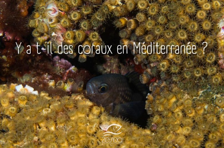 Y a t-il des coraux en Méditerranée ?