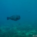Humphead parrotfish - Perroquet à  bosse