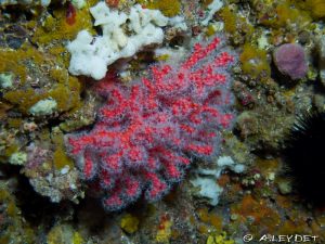 Magnifique branche de corail rouge