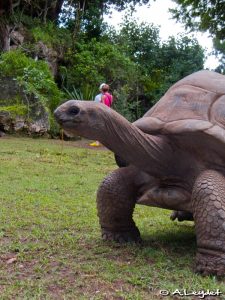 Une tortue centenaire... encore jeune !