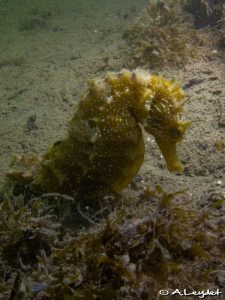 Hippocampe moucheté