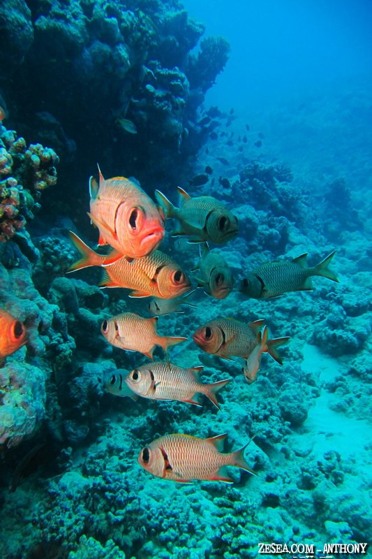 poisson du lagon polynésien