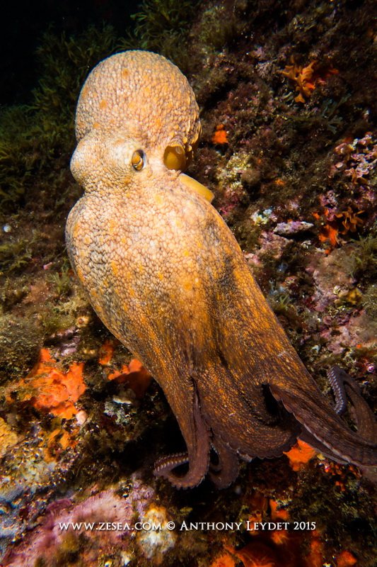 Poulpe Octopus vulgaris