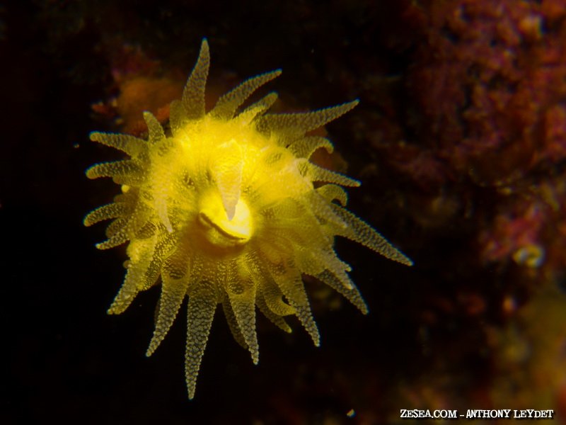 Corail jaune solitaire