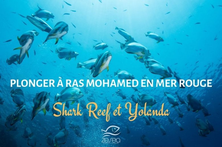 Plonger à ras Mohamed en Mer Rouge, Shark Reef et Yolanda