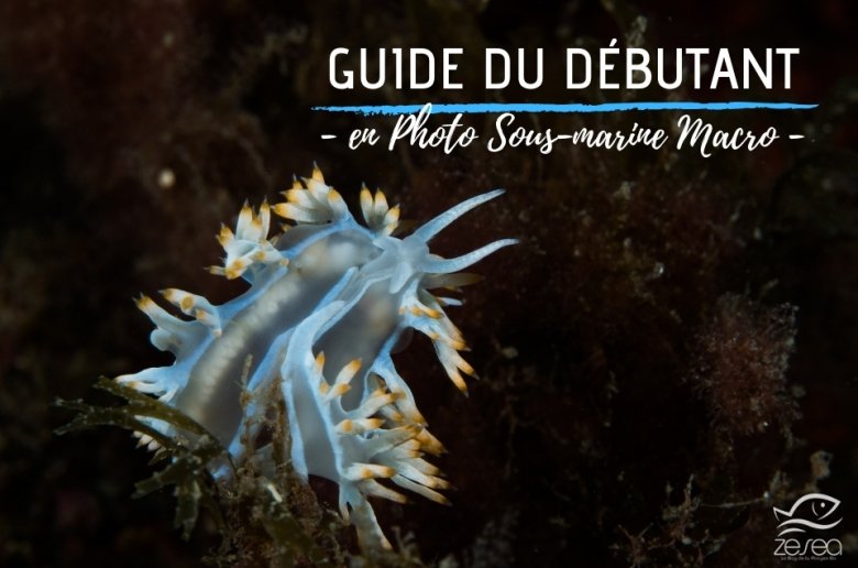 Photo sous-marine macro